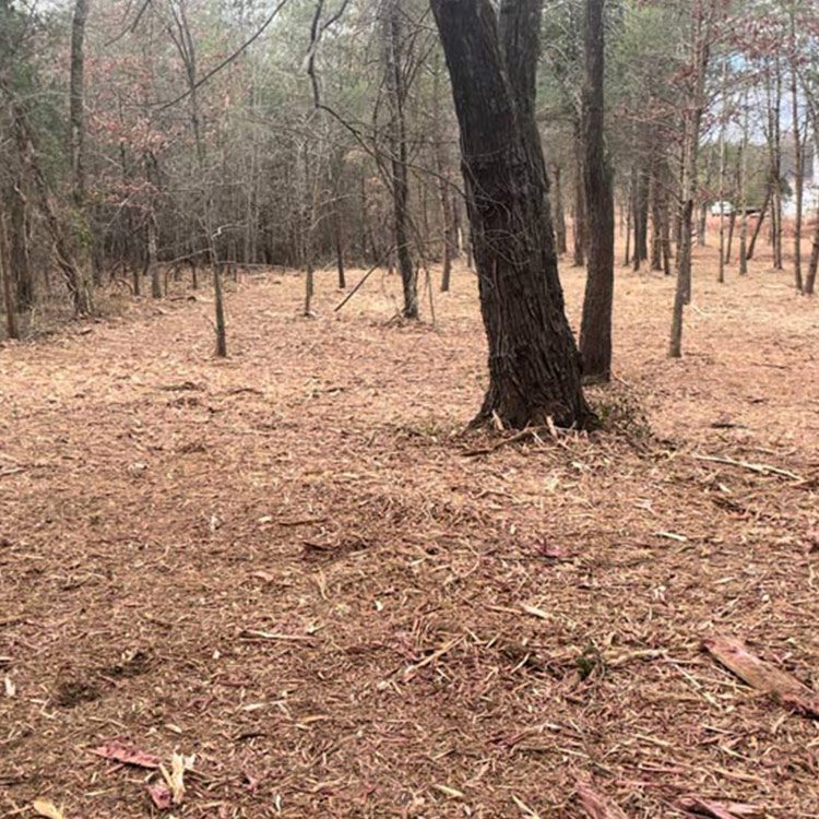 Gainesville, Forestry Mulching